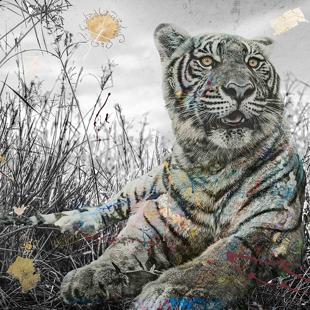 White Tiger - Animals Canvas